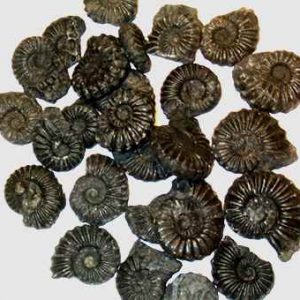 Black Ammonite - Peru