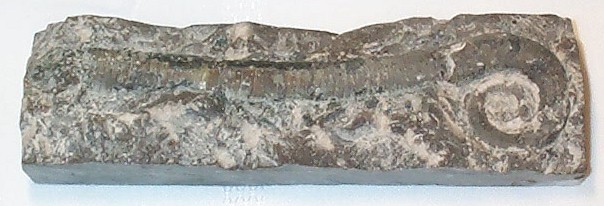 Ammonite, Trilacinoceras Hunanense - China