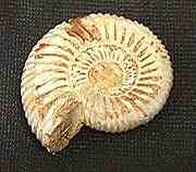 Fossil White Ammonite - Madagascar