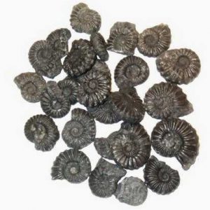 Fossil Black Ammonite - Peru