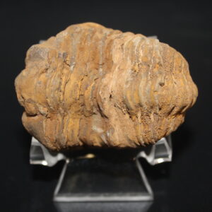 Fossil Flexicalymene Trilobite