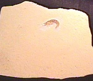 Fossil Shrimp on matrix. Hefriga serrata