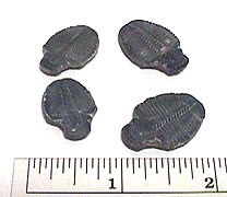 Fossil Trilobite, Elrathia kingii