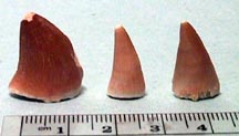 Fossil Mosasaur Tooth