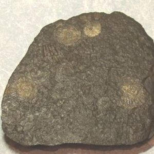 Fossil Dactylioceras ammonite - Germany