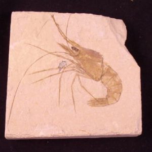 Fossil shrimp (Carpopenaeus callirostris) on a limestone matrix.