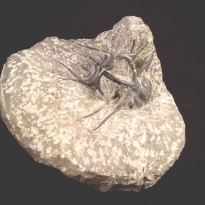 Fossil Trilobite, Dicranurus Montrosis