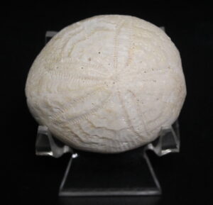 Florida Fossil Echinoid (Eupatagus Antillarium)