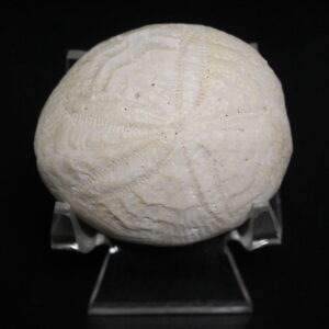 Florida Fossil Echinoid (Eupatagus Antillarium)