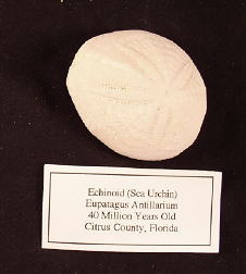 Florida Fossil Echinoid (Eupatagus Antillarium)