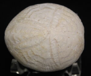 Florida Fossil Echinoid (Eupatagus Antillarium)