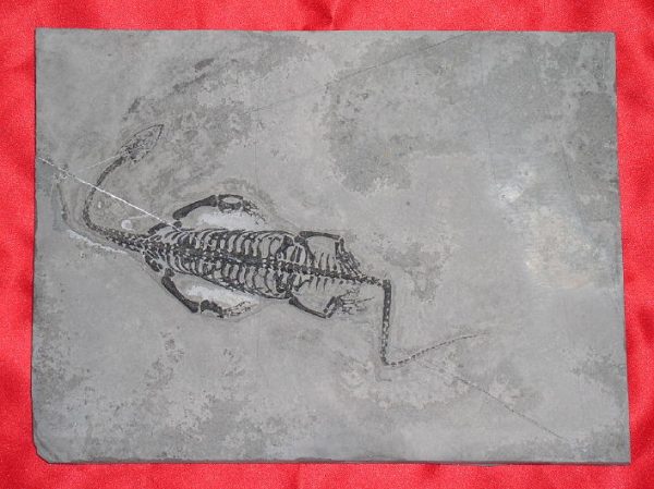 Fossil reptile Keichousaurus Hui