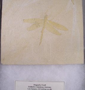 Fossil Dragonfly - Solnhofen Limestone, Germany
