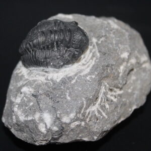 Fossil Trilobite Sp. Proteus