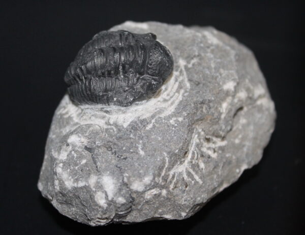 Fossil Trilobite Sp. Proteus