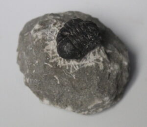 Fossil Trilobite Sp. Proteus