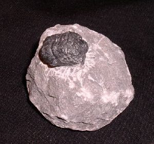 Fossil Trilobite Sp. Proteus