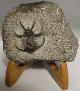 Fossil Trilobite - Ceratarges
