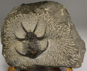 Fossil Trilobite - Ceratarges