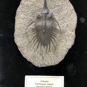 Fossil Trilobite Psychopyge Elegans
