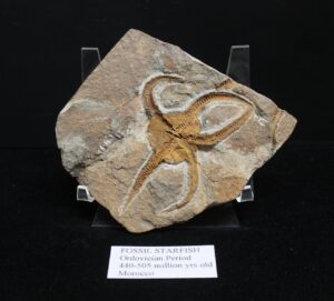 Fossil Starfish