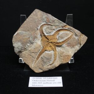 Fossil Starfish