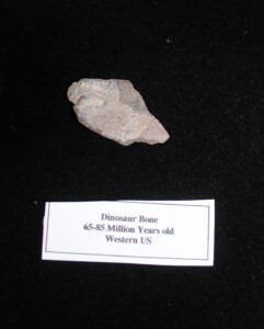 Dinosaur Bone