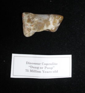 Dinosaur Coprolite