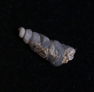 Fossil Turritella