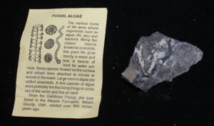 Fossil Algae