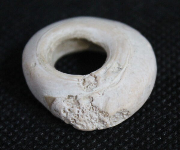 Sumerian Shell Ring Money