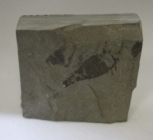 Eurypterus Remis - Fossil Sea Scorpion