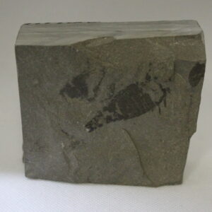 Eurypterus Remis - Fossil Sea Scorpion