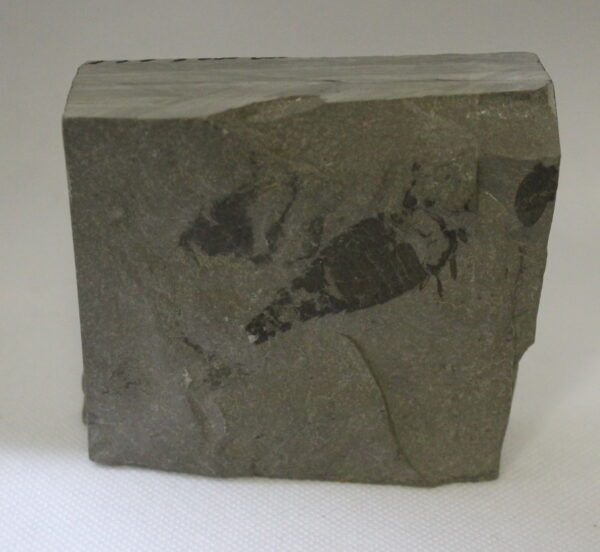 Eurypterus Remis - Fossil Sea Scorpion