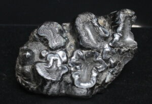 Gomphotherium (Early Elephant) Molar