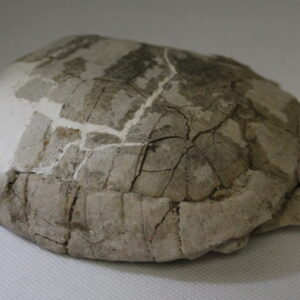 Fossil Tortoise - Stylemys Sp