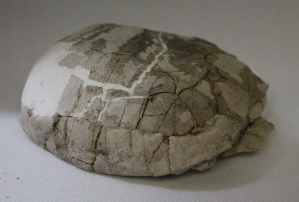 Fossil Tortoise - Stylemys Sp