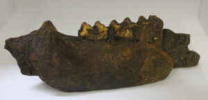 Tapir Jaw