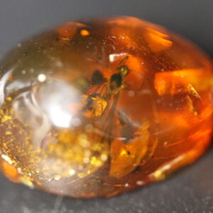 Insect in Amber