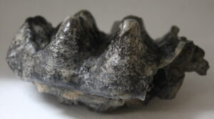 Mastadon Molar