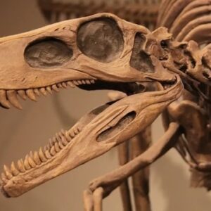 Dinosaur Fossils for Sale | Authentic Fossils & Paleontology