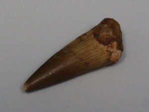 Fossil Dinosaur Tooth: Spinosaurus Aegyptiacus
