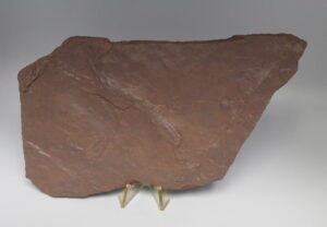 Dinosaur Batrachopus Foot Prints