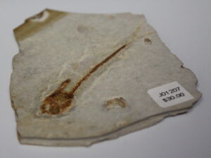 Fossil Fish - Lycoptera 