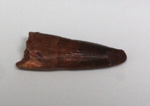 Spinosaurus Tooth