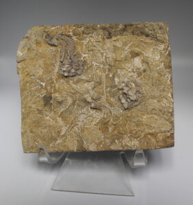 Isorthoceras Sociale - Fossil Nautiloid 