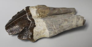 Whale Tooth