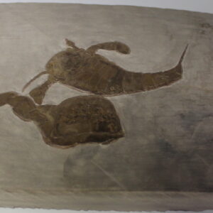Eurypterus Remipes