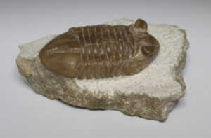 Trilobite Asaphus Latus Hoplollchoides