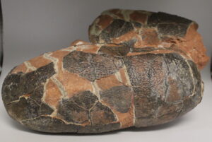 Dinosaur Partial Egg Nest: Raptorid Elongatolithidae